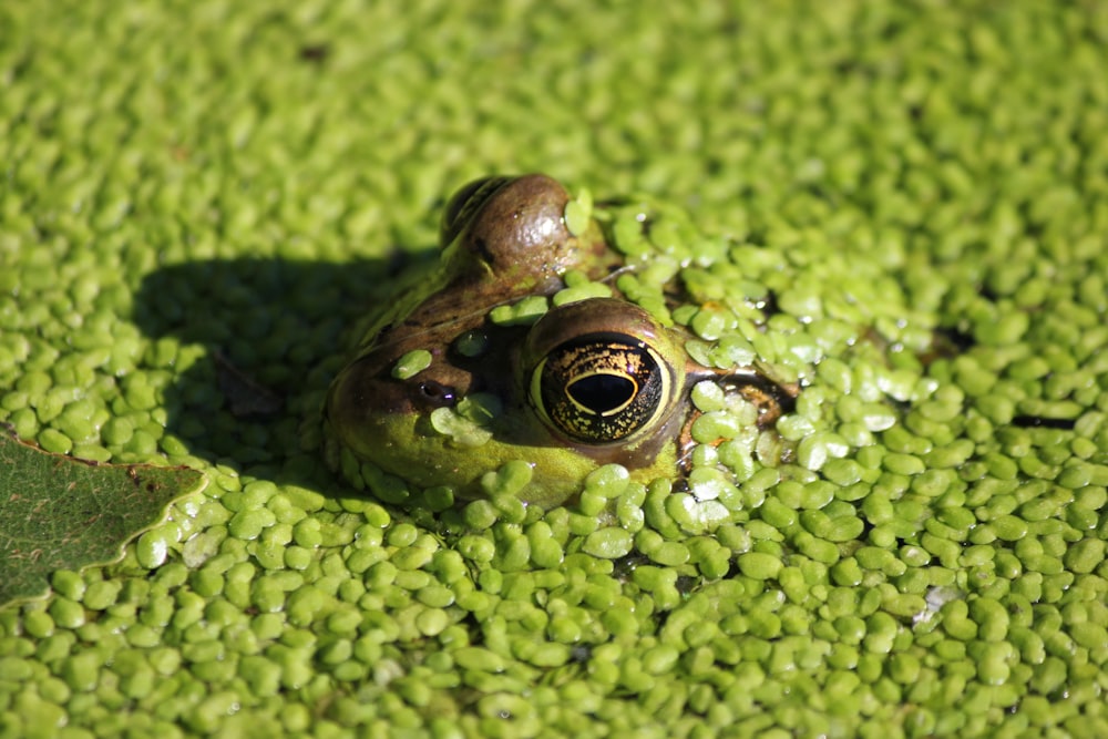 a frog on a leaf