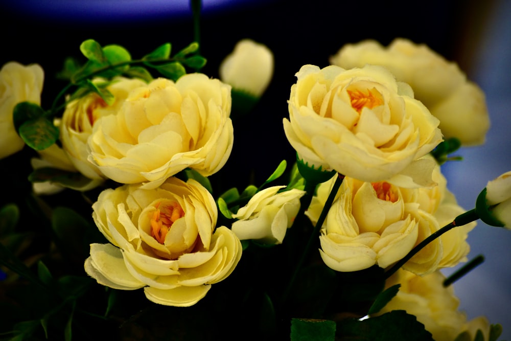 a group of yellow flowers