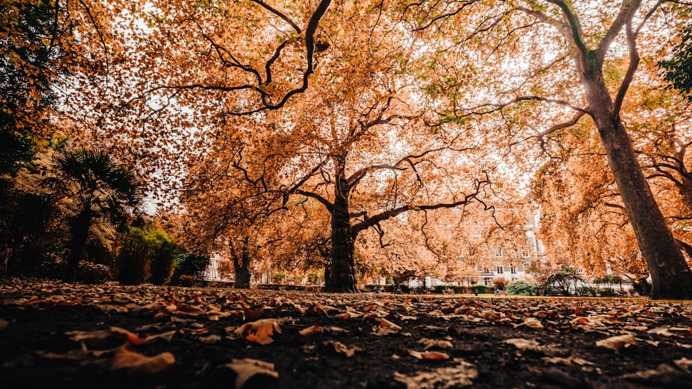 a group of trees with orange leaves