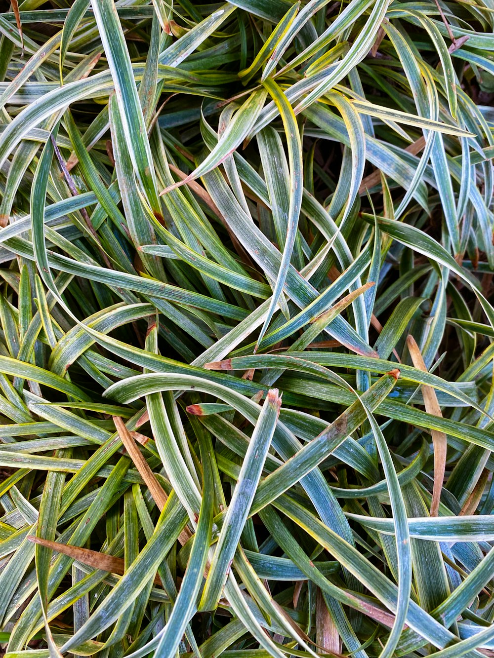 a close-up of some plants