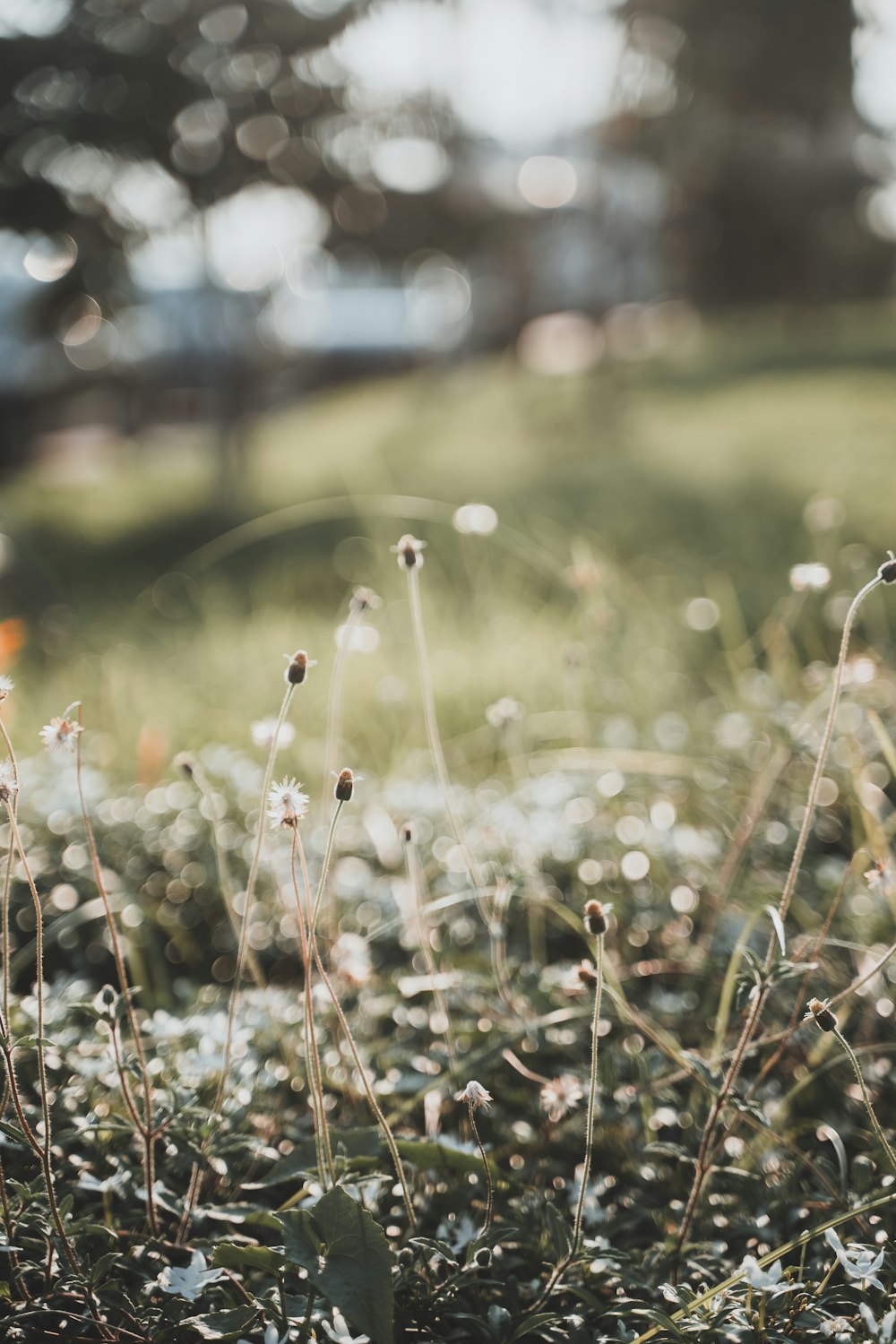 a close up of some flowers