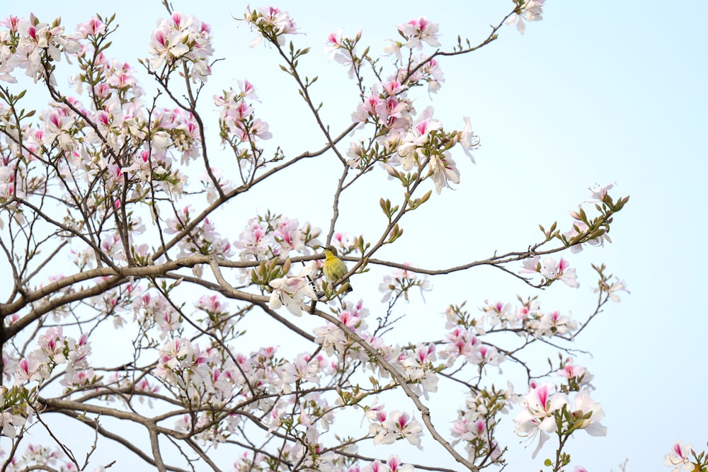 Un árbol con flores rosadas