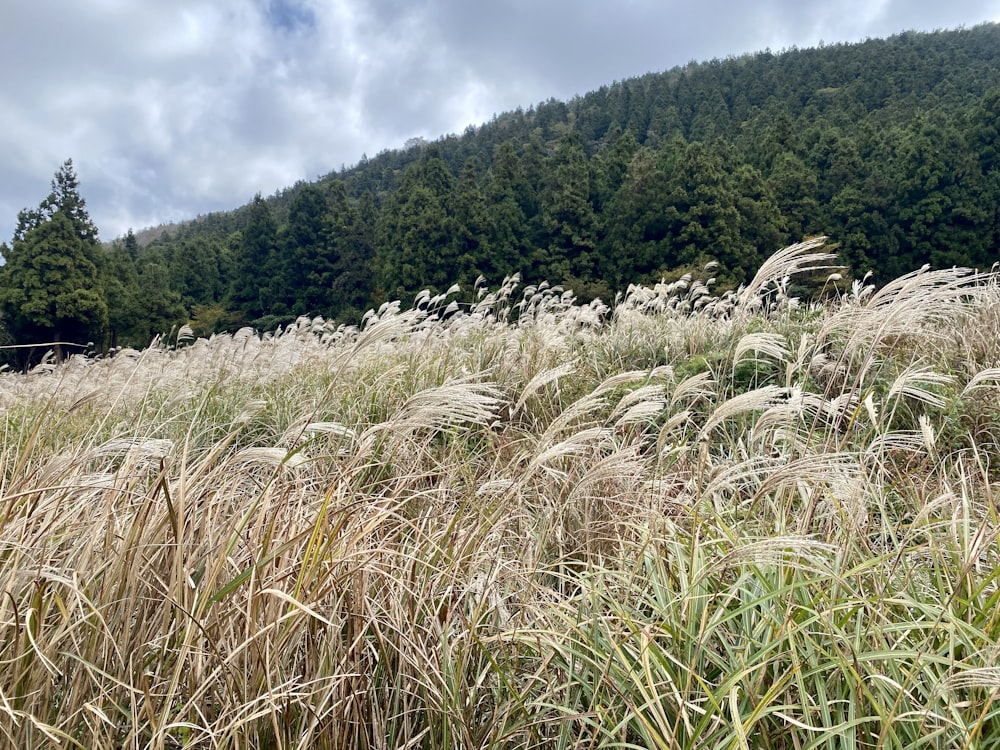 a field of grass with trees in the background