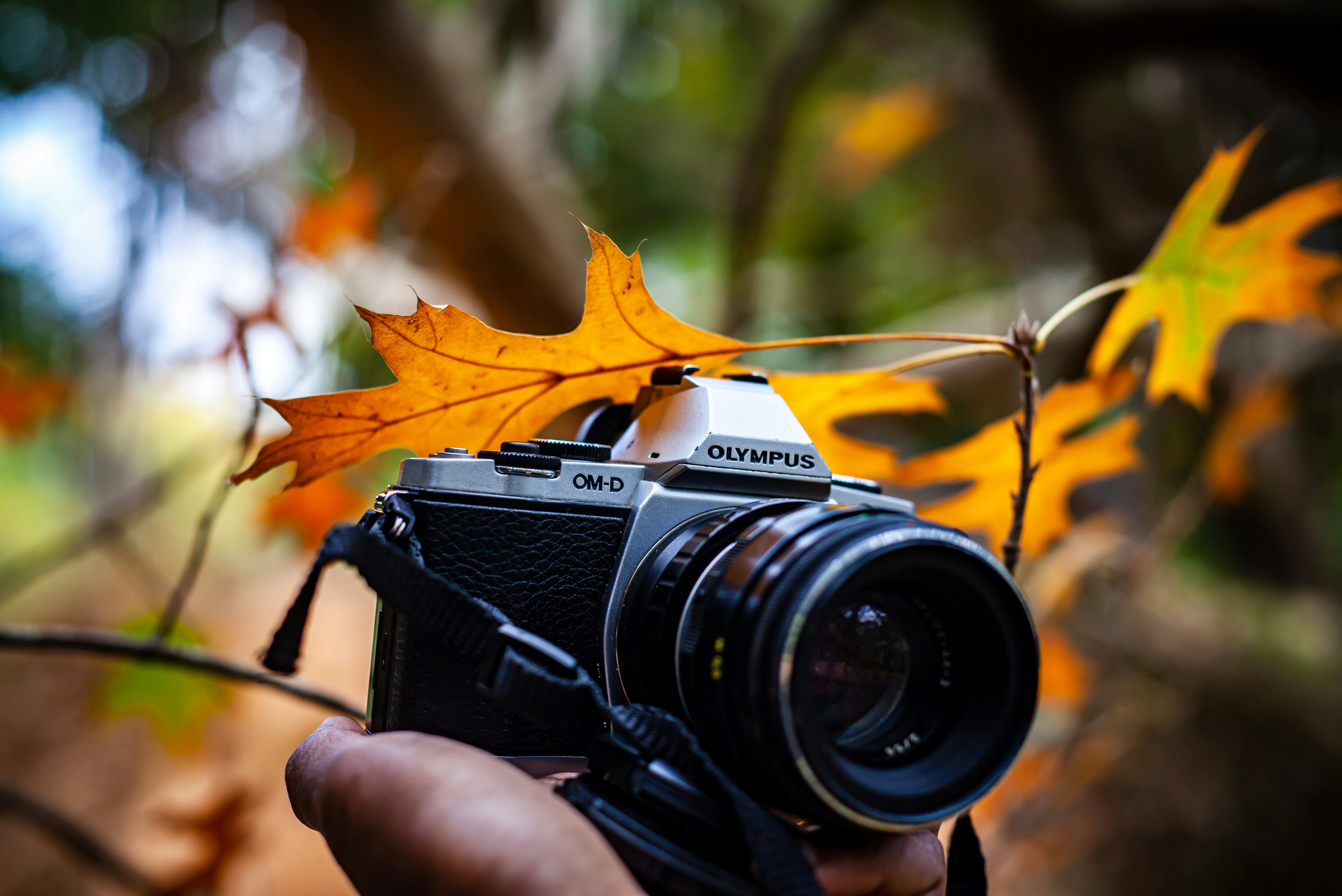 Photo by alekseyryan