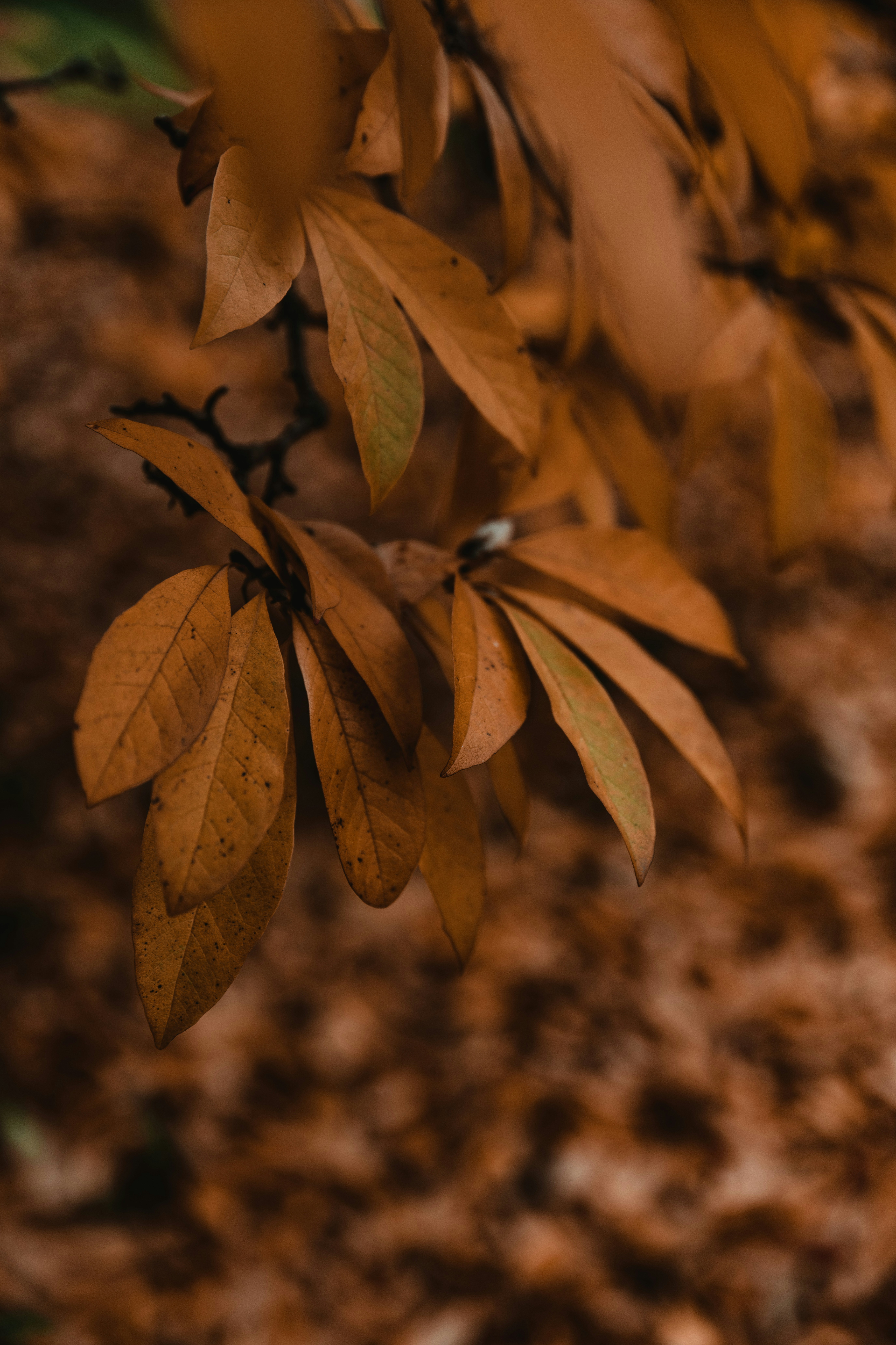 Photo by anitaaustvika