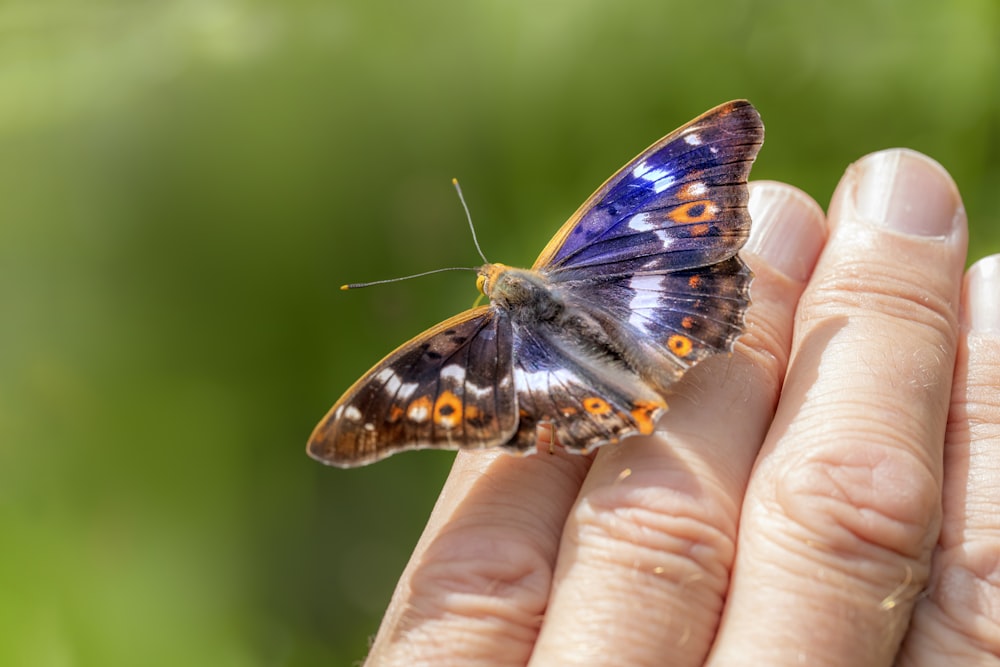 a butterfly on a person's finger