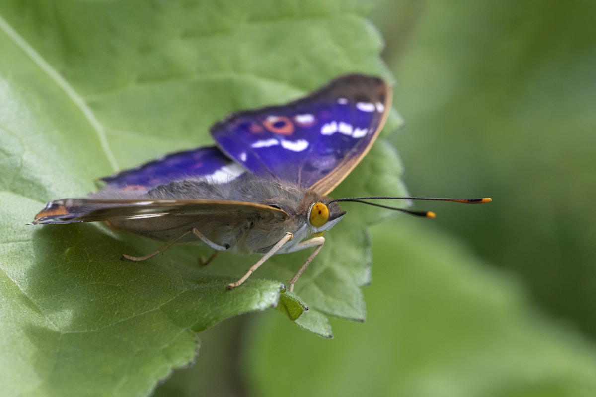 A small insect resting on a green leaf