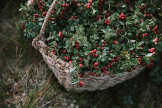 A woven decorative basket filled with fresh greenery on a wooden floor