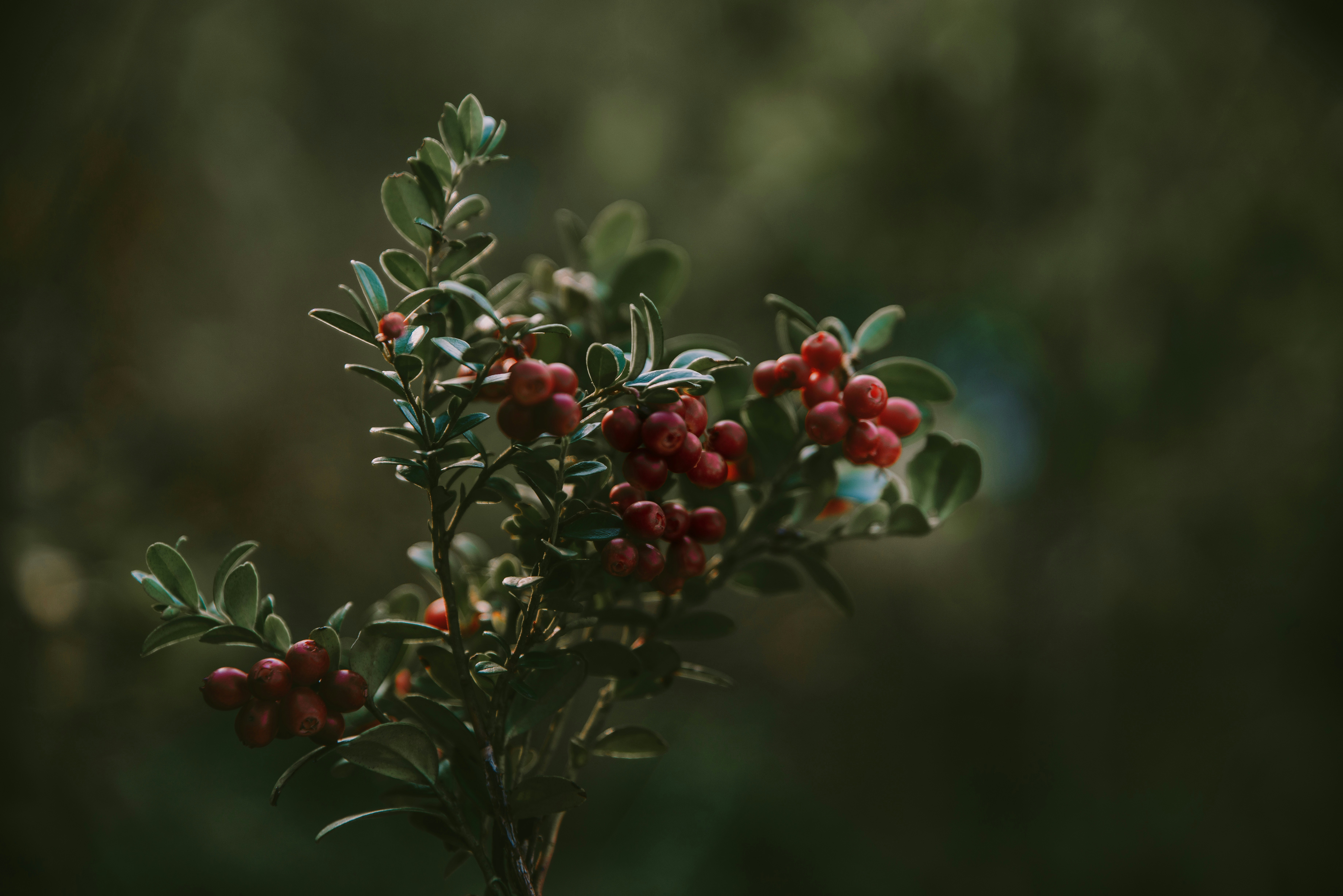 Photo by anitaaustvika