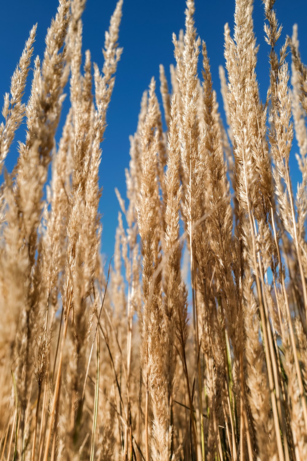 a group of tall grass