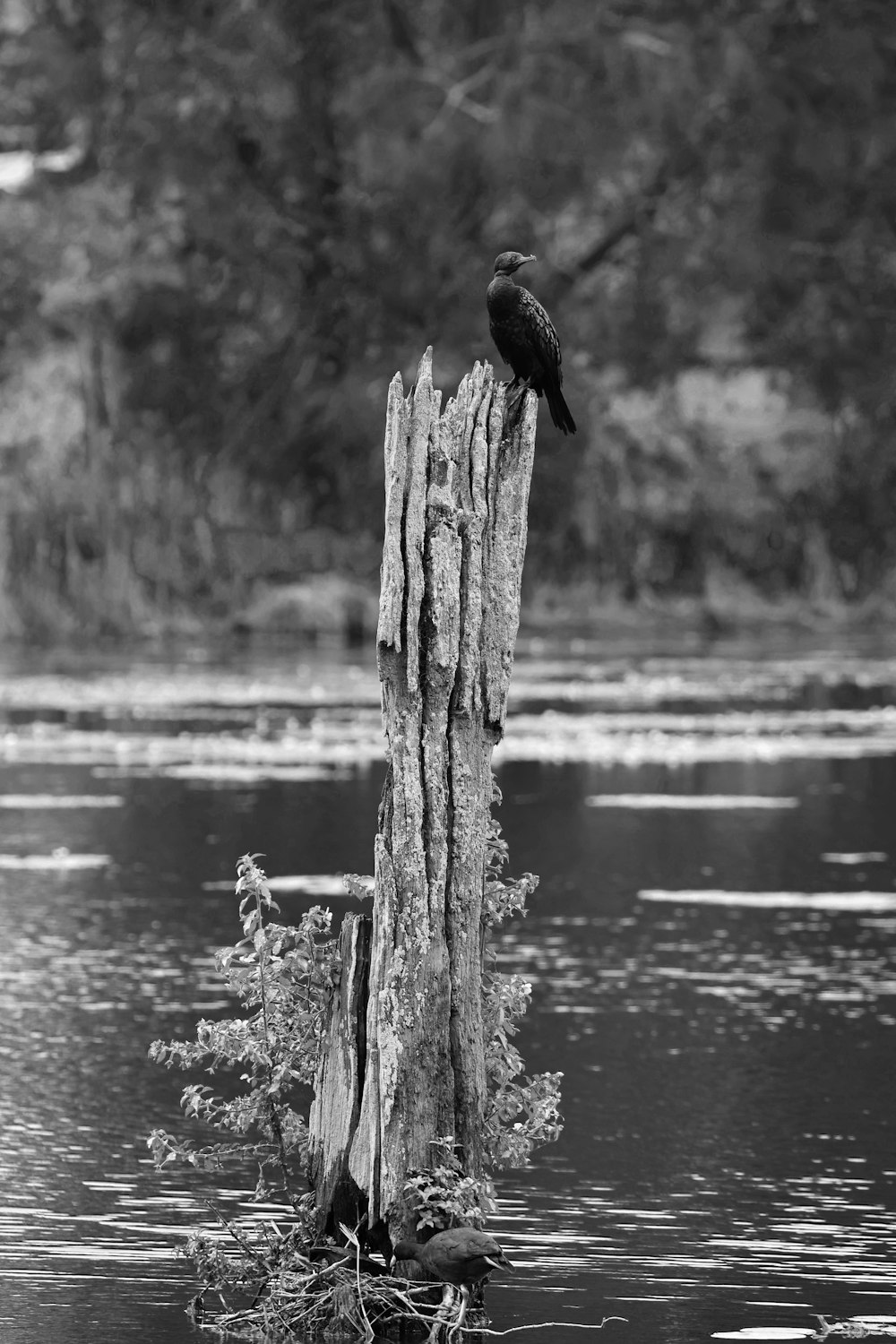 a bird sitting on a tree stump in the water