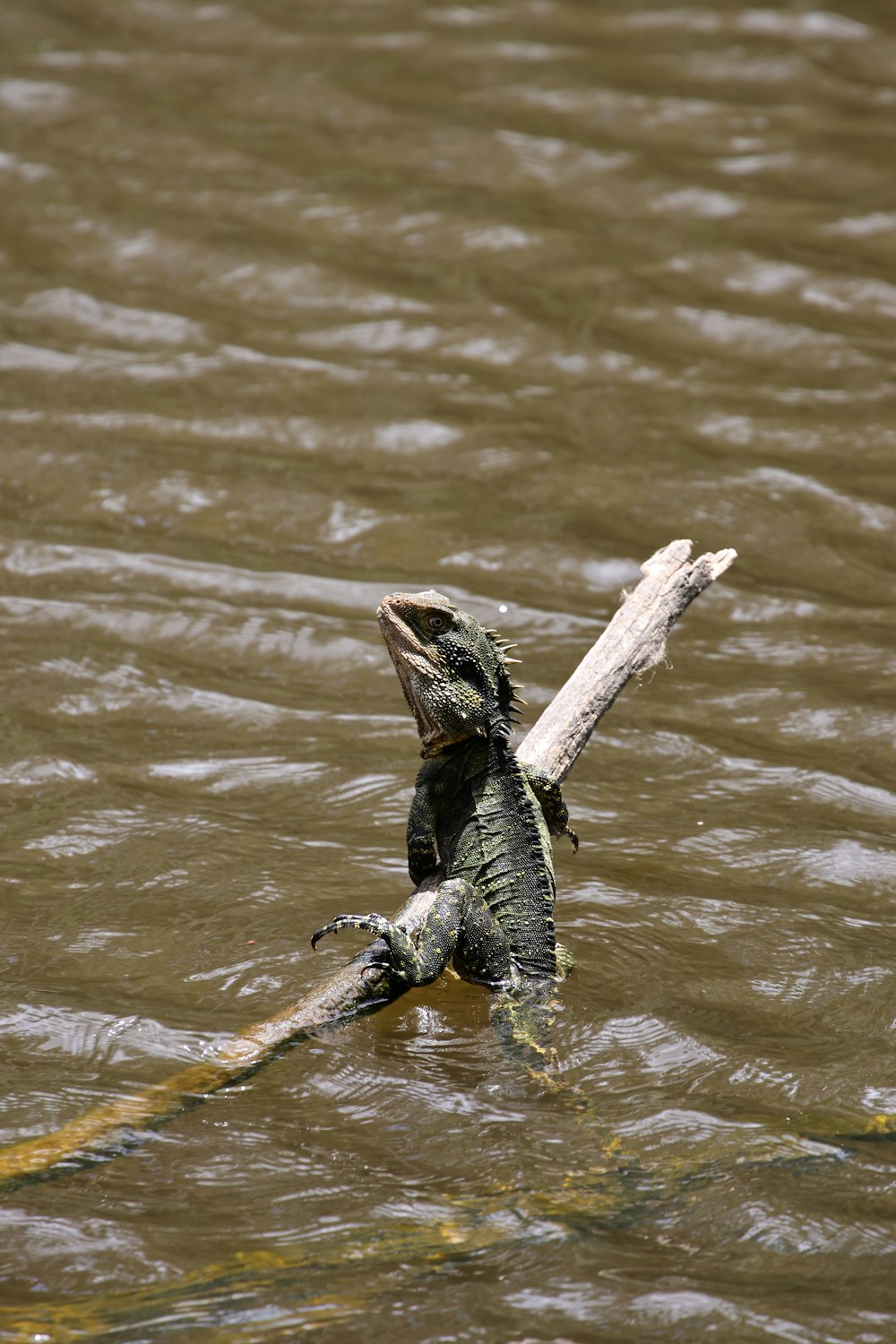 a crocodile in the water