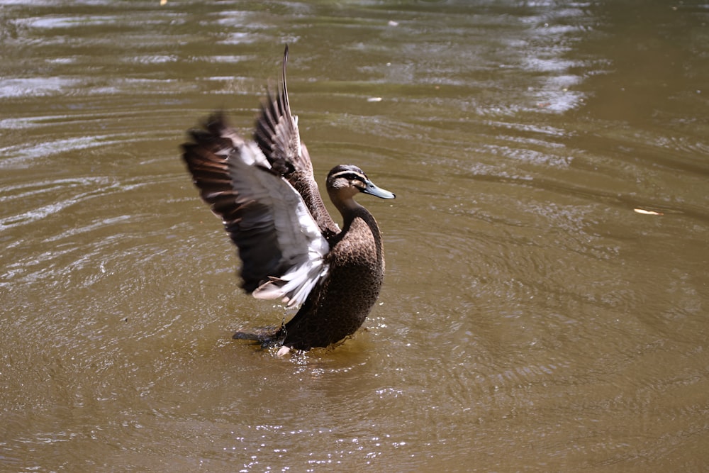 a bird flying over water