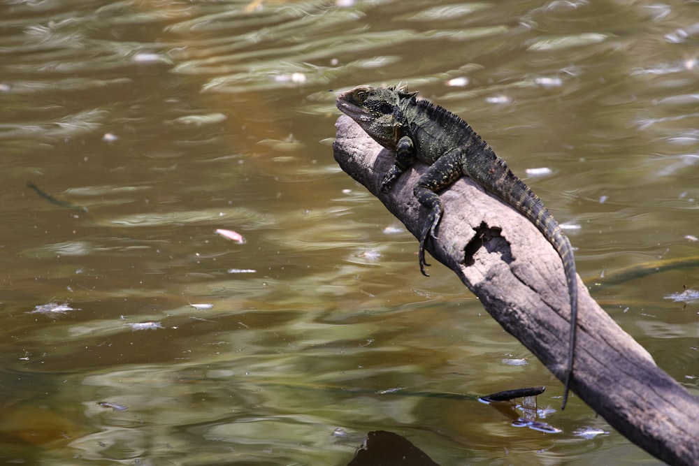 a crocodile on a branch in water