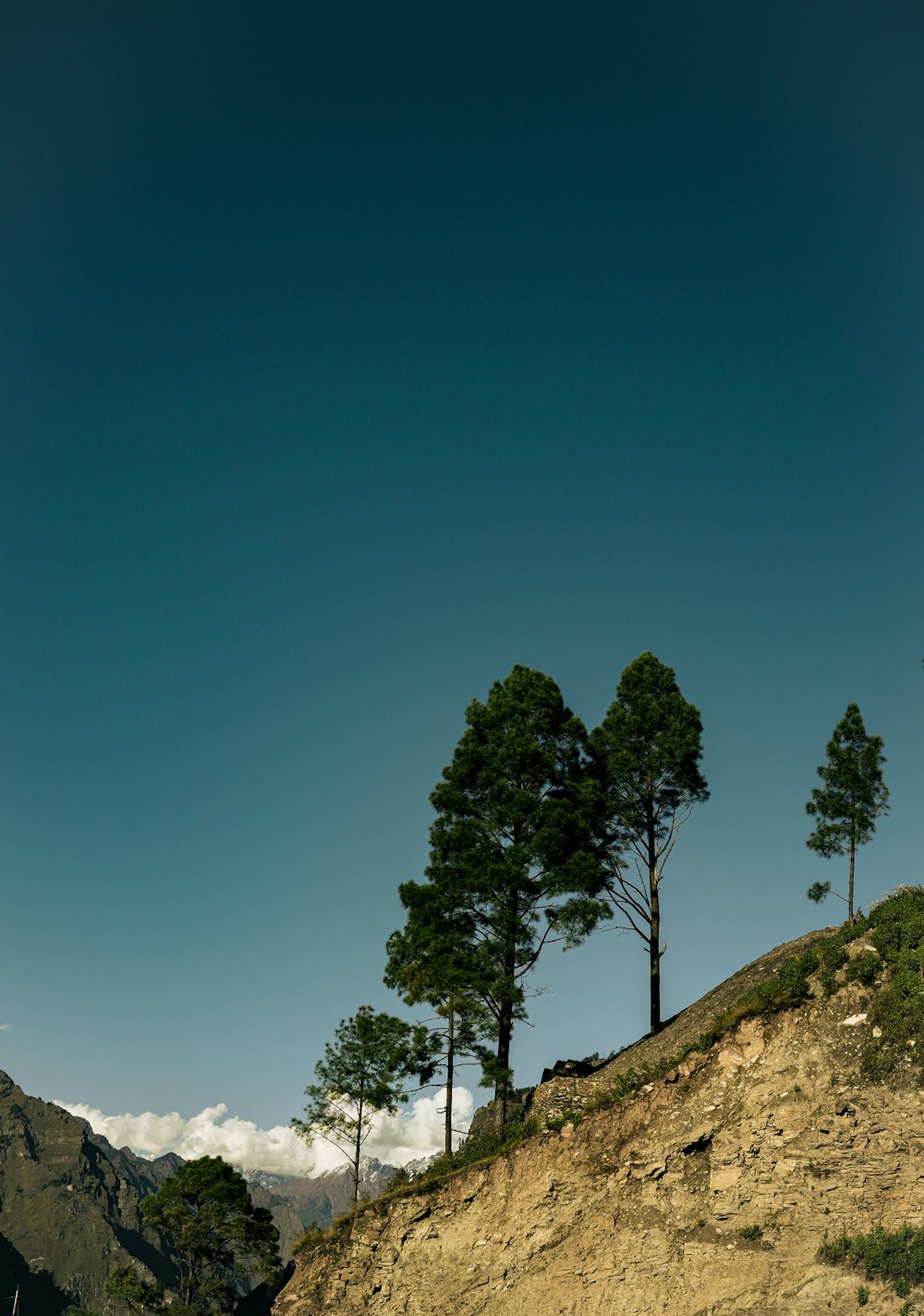 a group of trees on a rocky hill