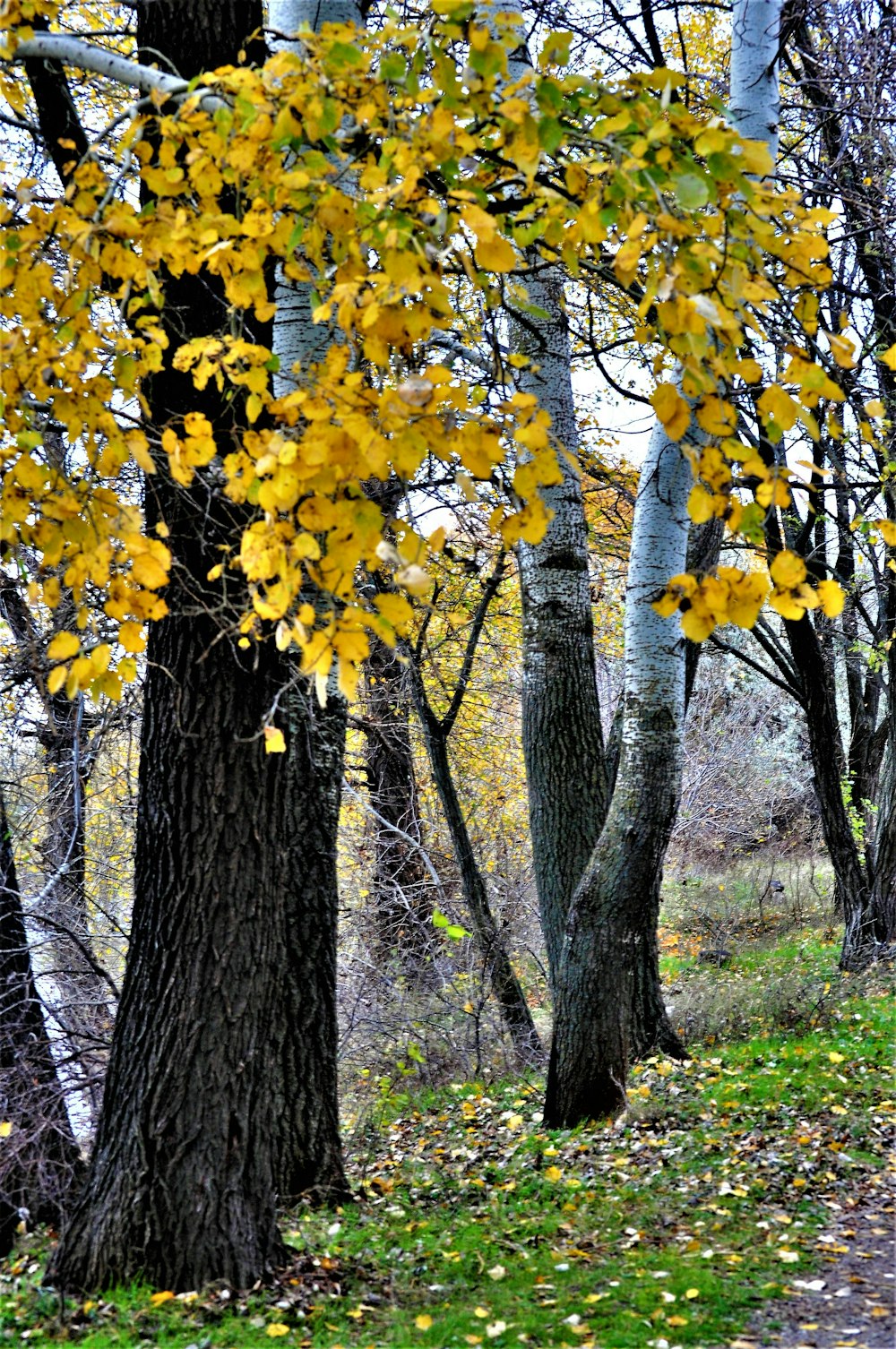 eine Gruppe von Bäumen mit gelben Blättern