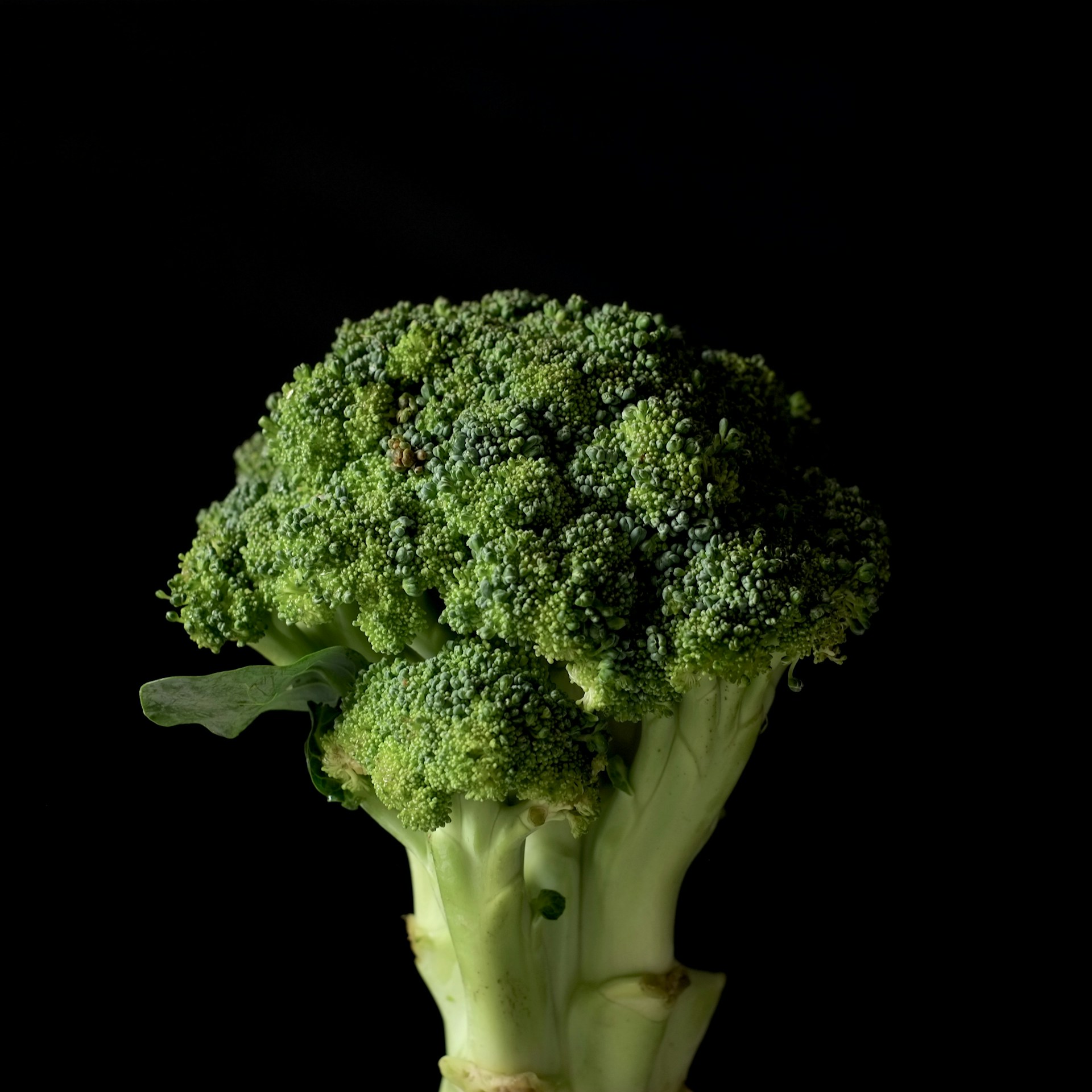 a close-up of a broccoli plant