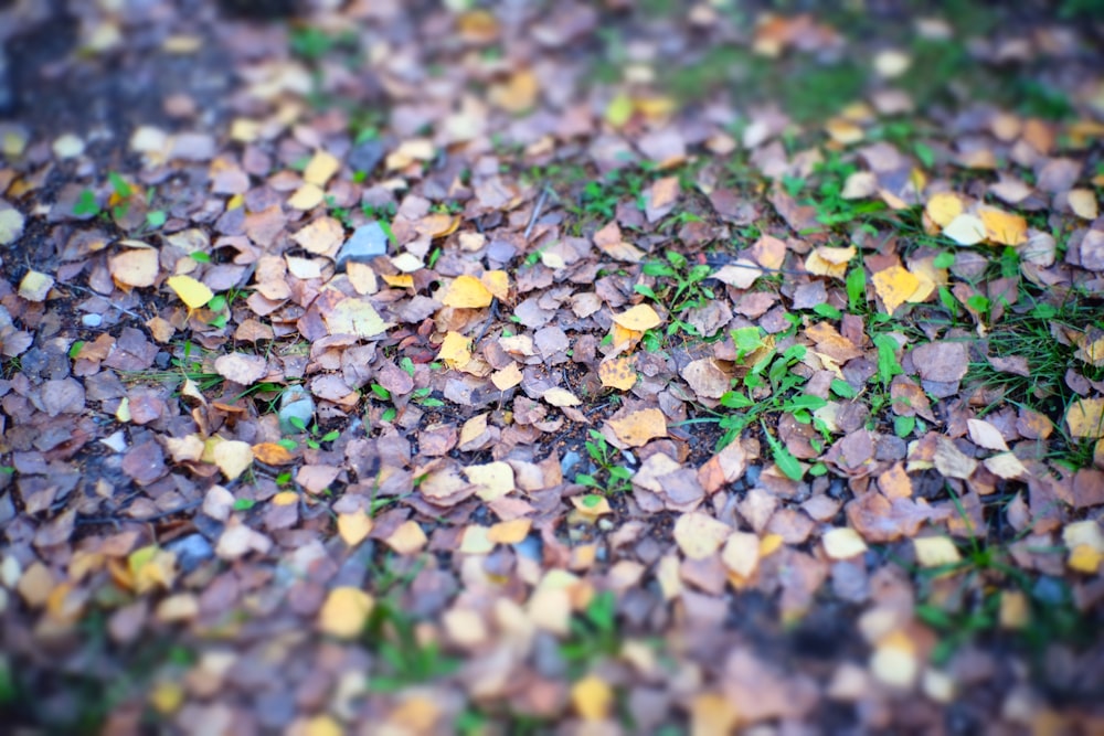 a pile of leaves