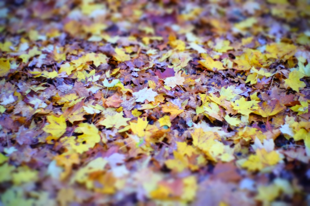 a pile of colorful leaves