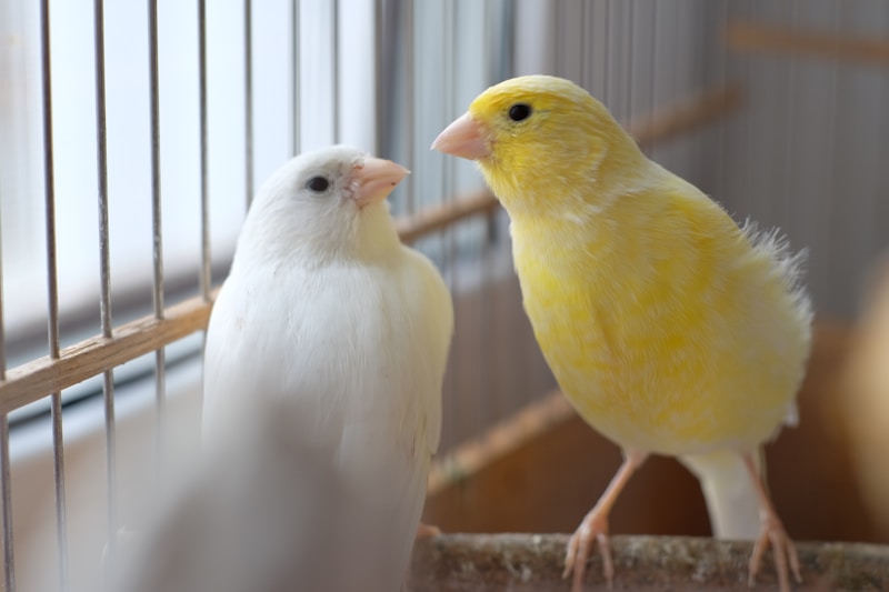 Bird pair in harmony