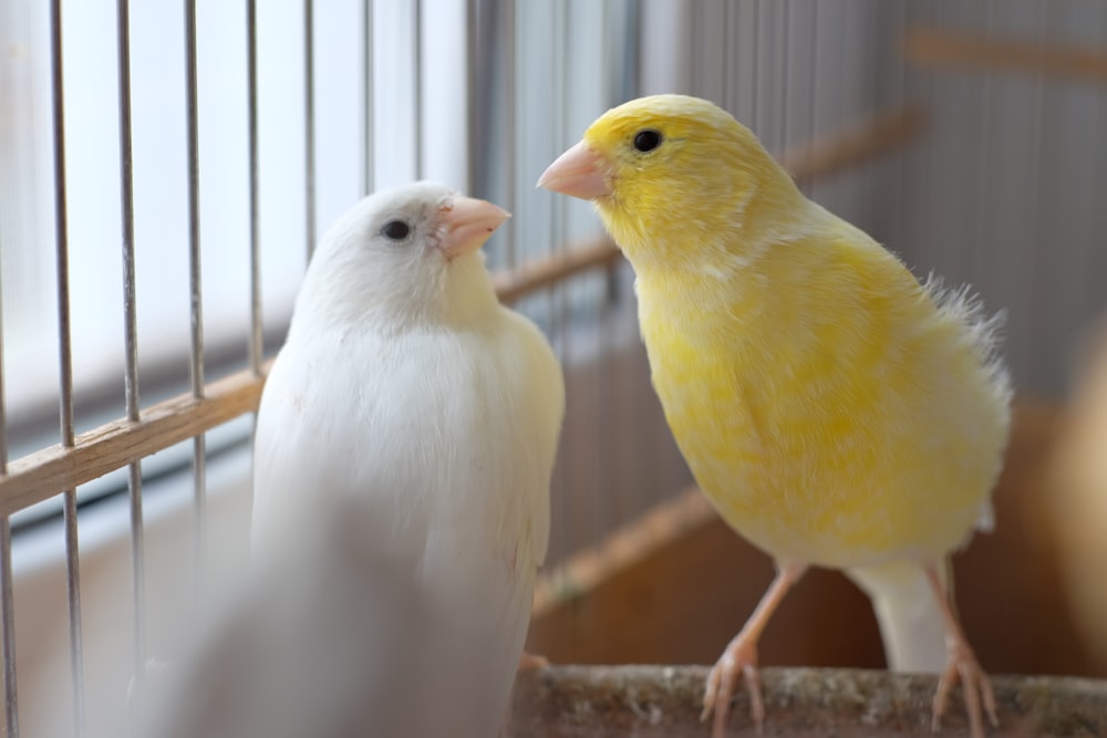 a couple of birds in a cage