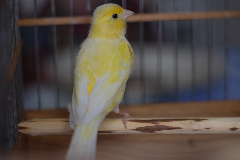 a yellow bird in a cage