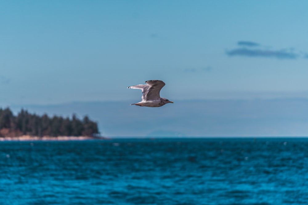 a bird flying over water