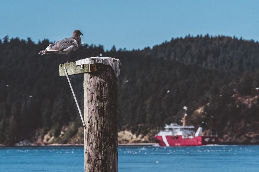 a bird sitting on a post