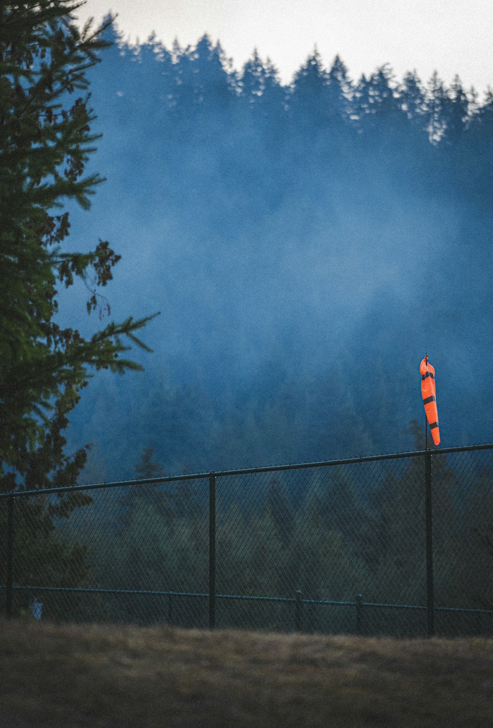 a fence and trees