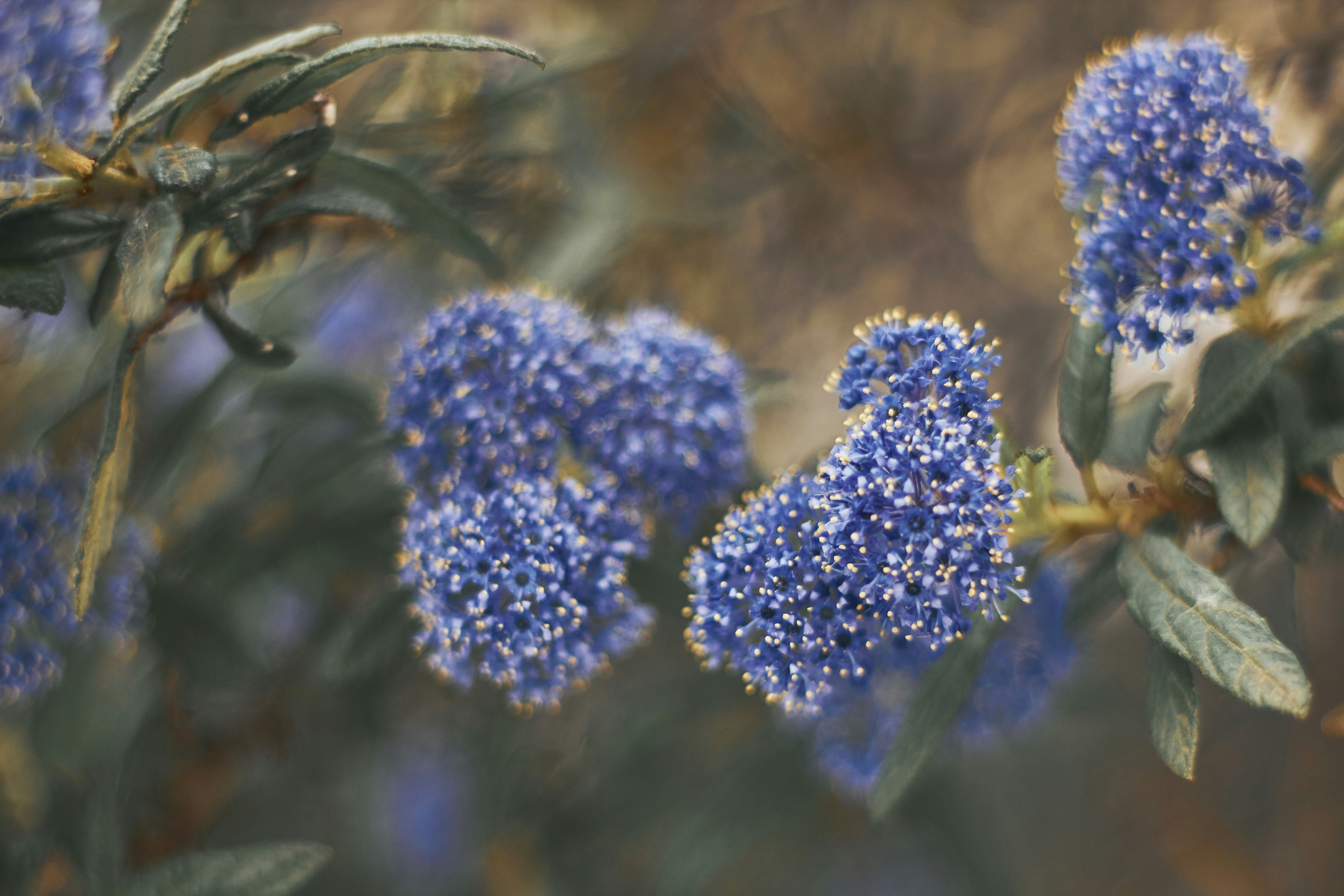 Photo by barsuklis