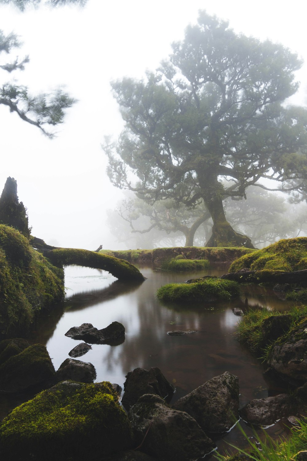 a tree in a pond