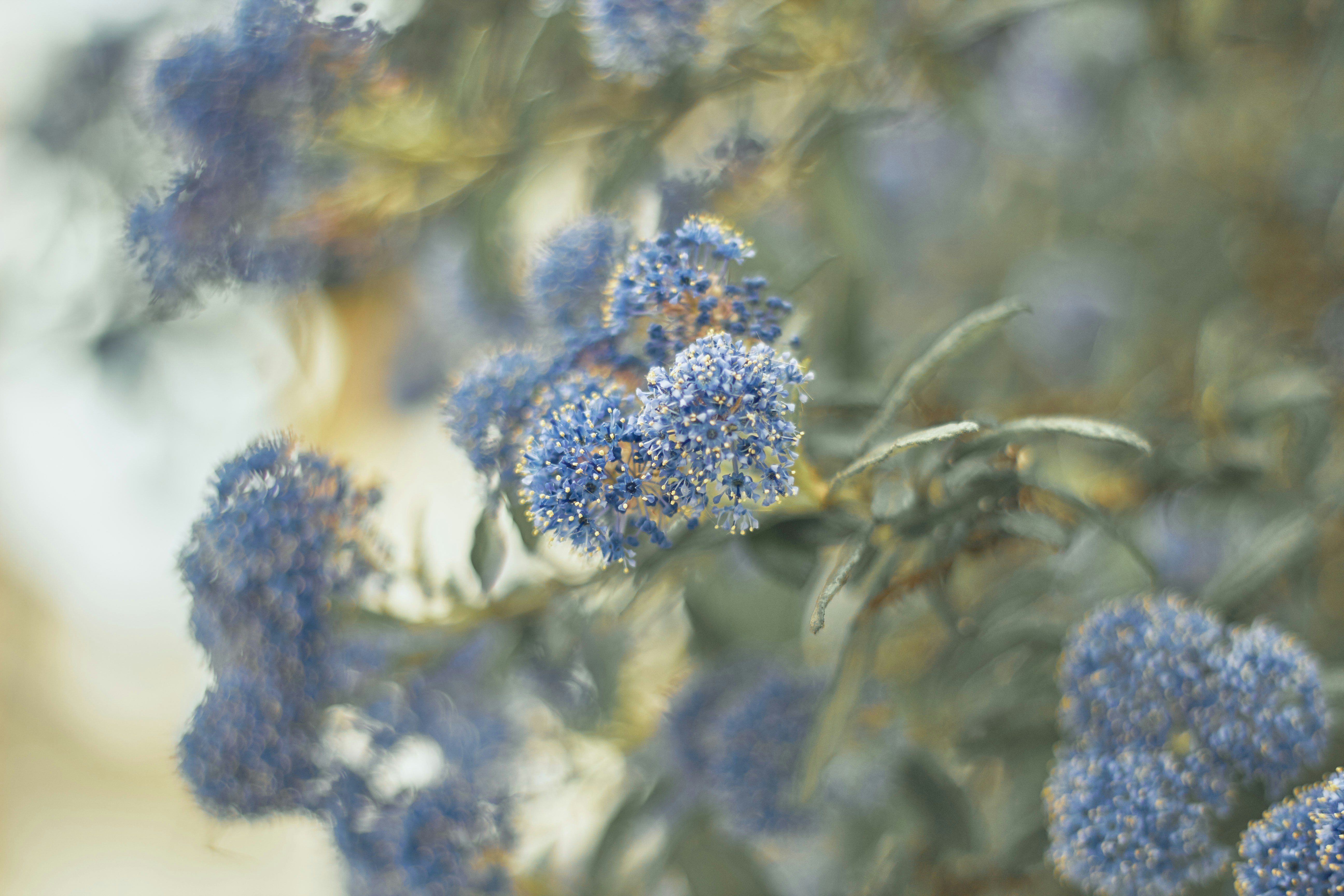 Photo by barsuklis
