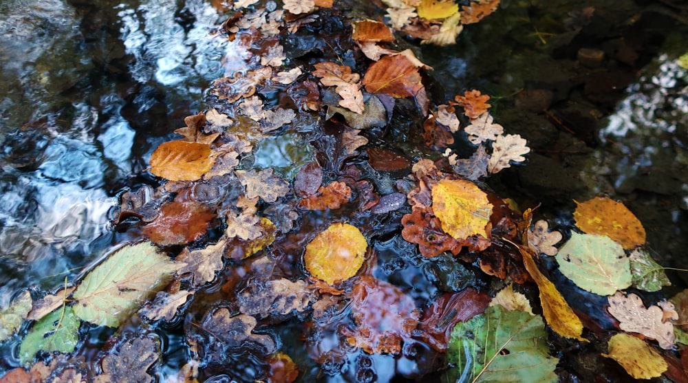 a group of leaves on a rock