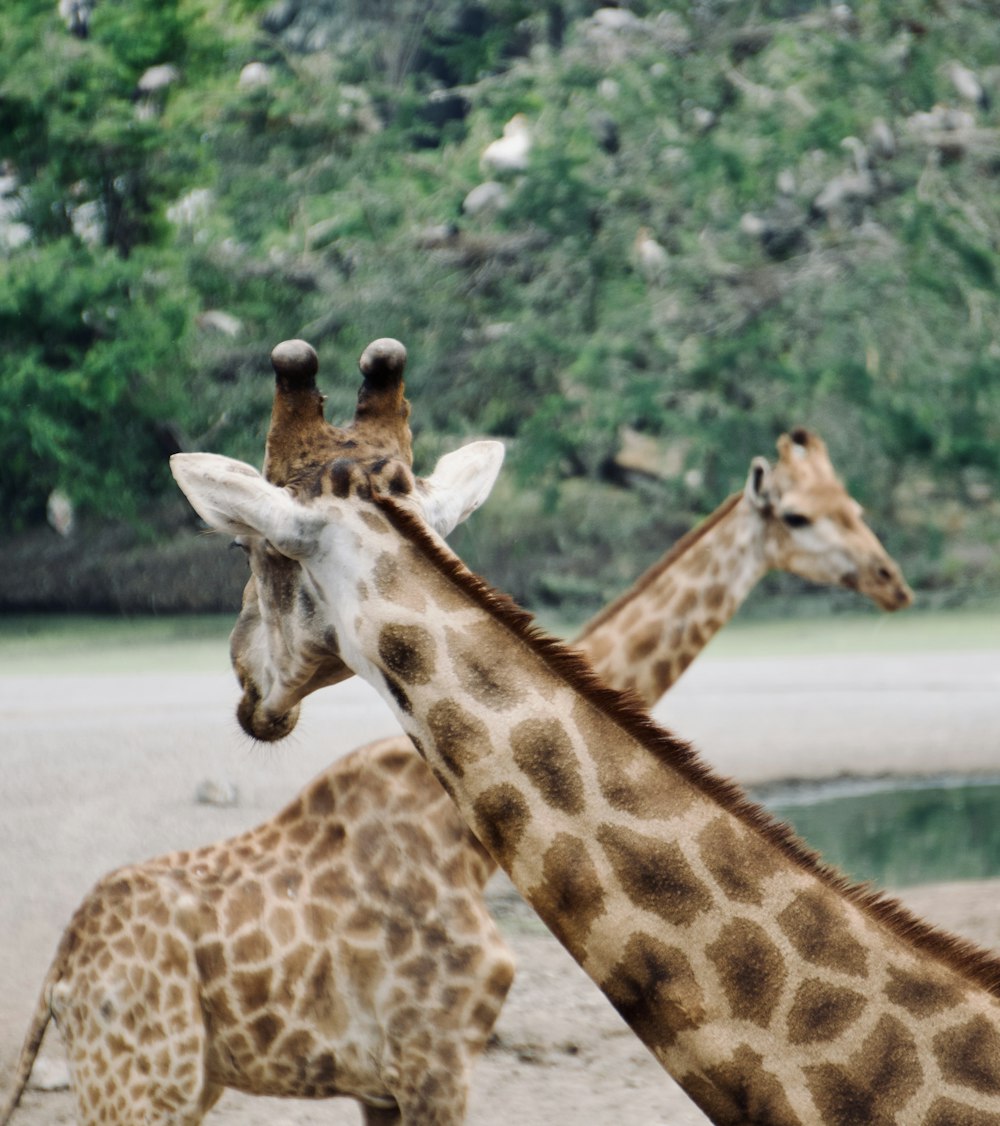 giraffes standing around in the wild