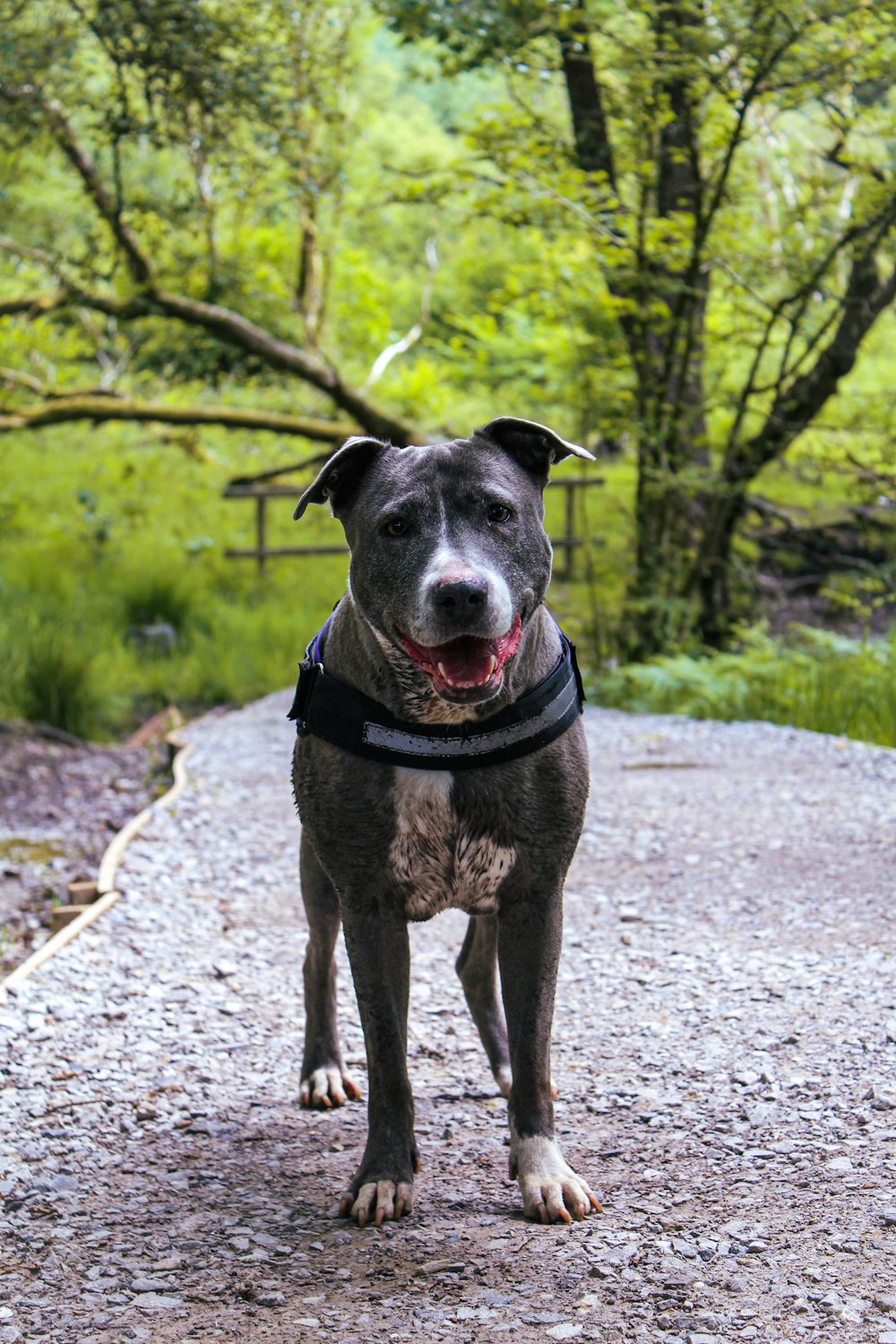 a dog standing on a path