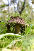 A mushroom growing in a lush forest setting, surrounded by vibrant green moss and foliage. The cap of the mushroom is topped with a layer of moss and dirt, indicating a natural and undisturbed environment. Sunlight filters through the trees, creating a soft bokeh effect in the background.