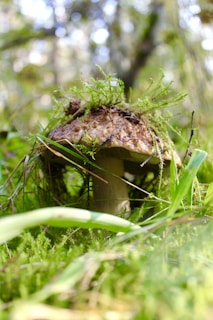 A mushroom growing in a lush forest setting, surrounded by vibrant green moss and foliage. The cap of the mushroom is topped with a layer of moss and dirt, indicating a natural and undisturbed environment. Sunlight filters through the trees, creating a soft bokeh effect in the background.