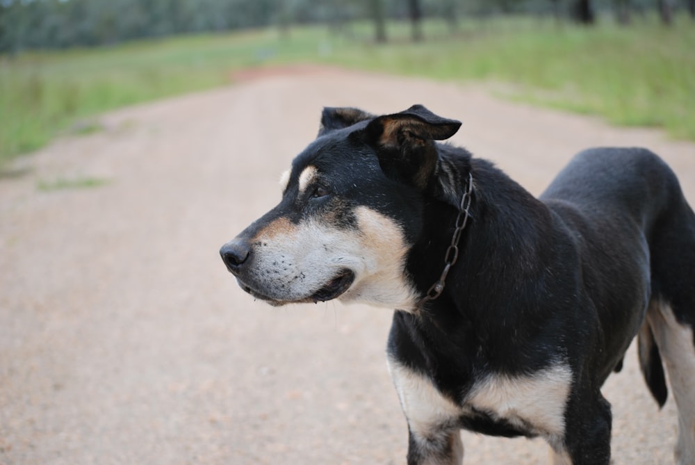 a dog on a road