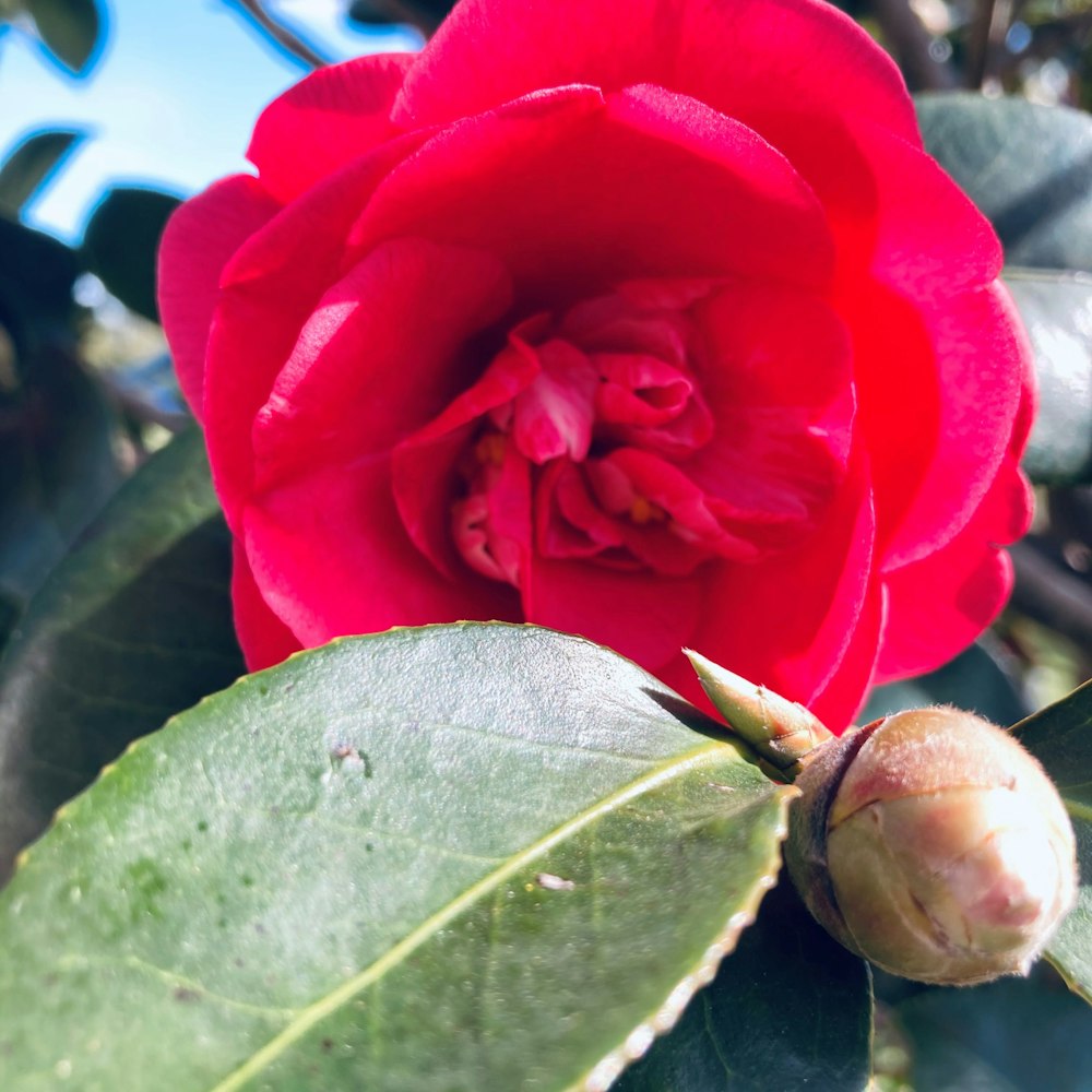 a red flower with a snail on it