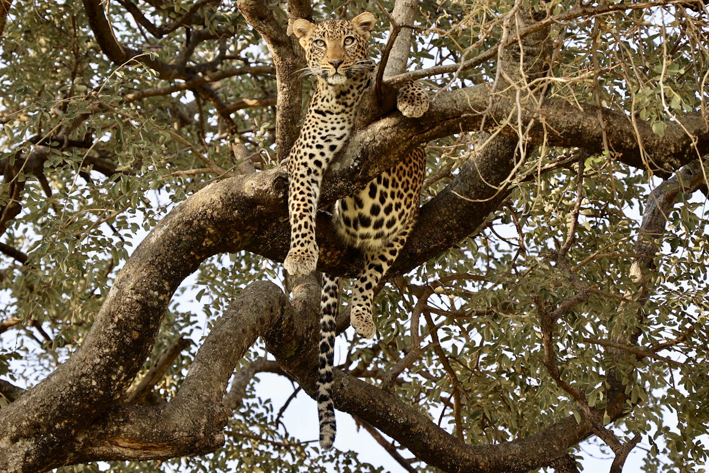 A leopard resting in a tree