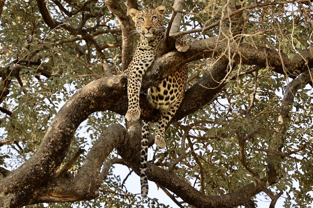 a leopard in a tree