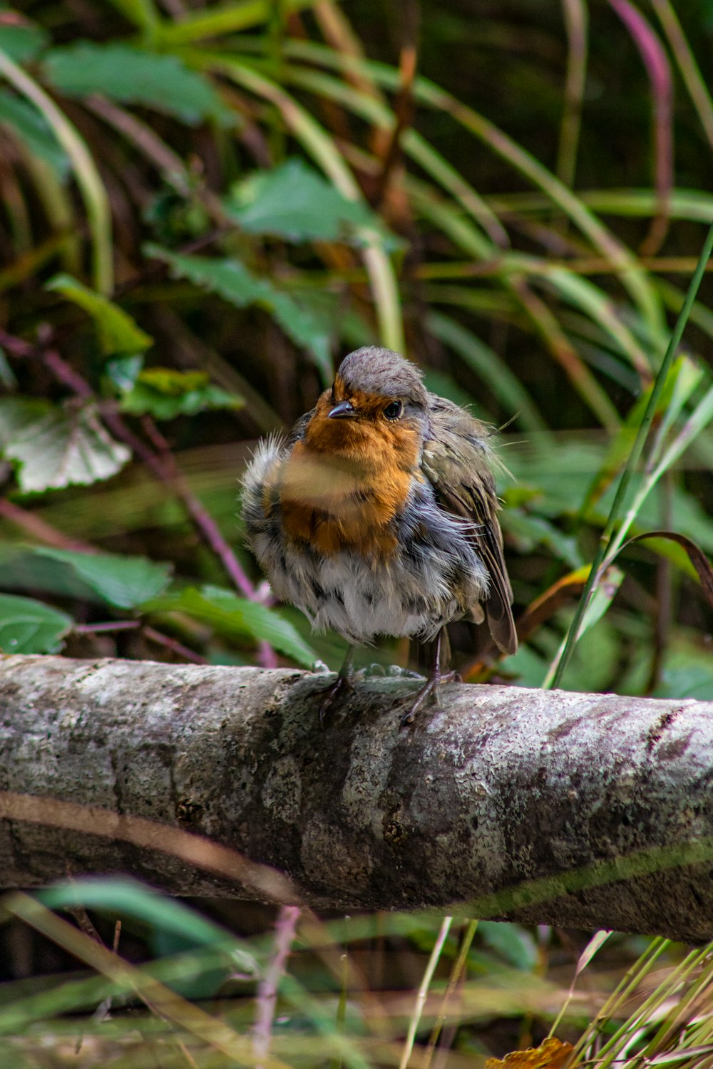 a bird sitting on a log