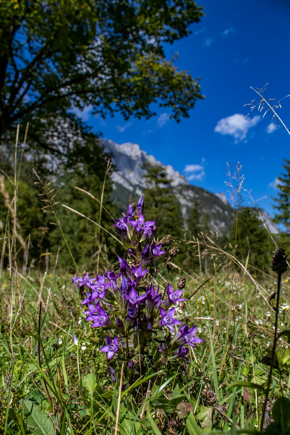 a purple flower in a field