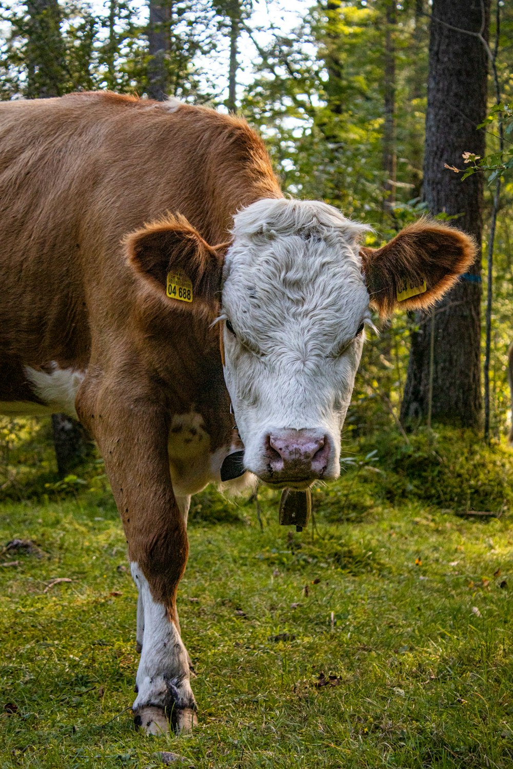 a cow with a bell on its ear