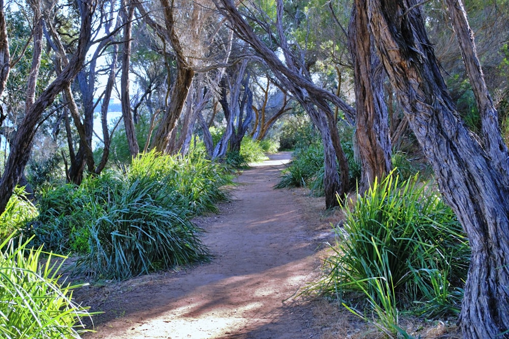 a dirt path through a forest