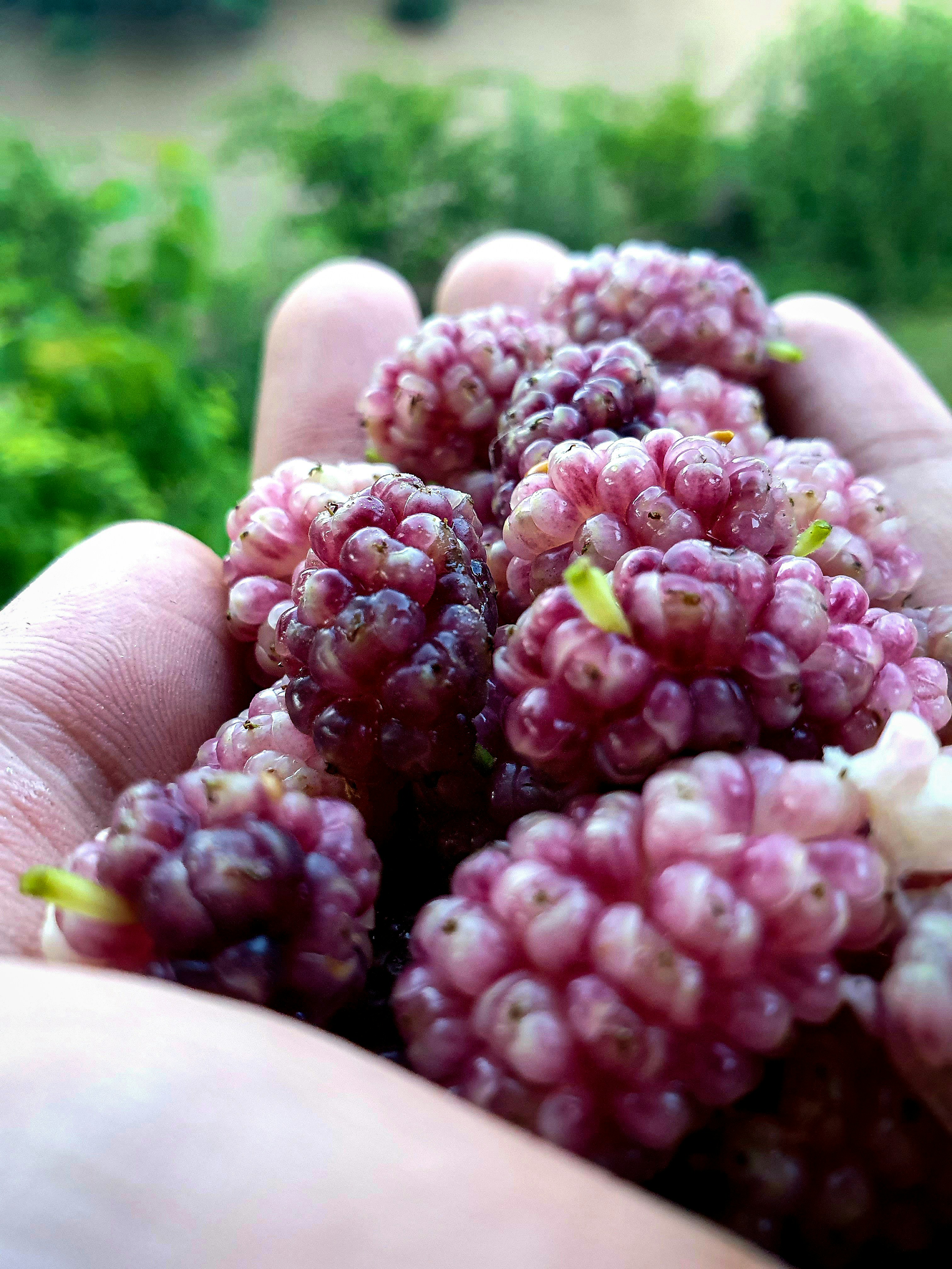 une main tenant une grappe de raisin violet