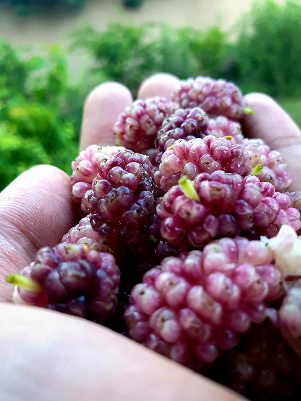 a hand holding a bunch of purple grapes