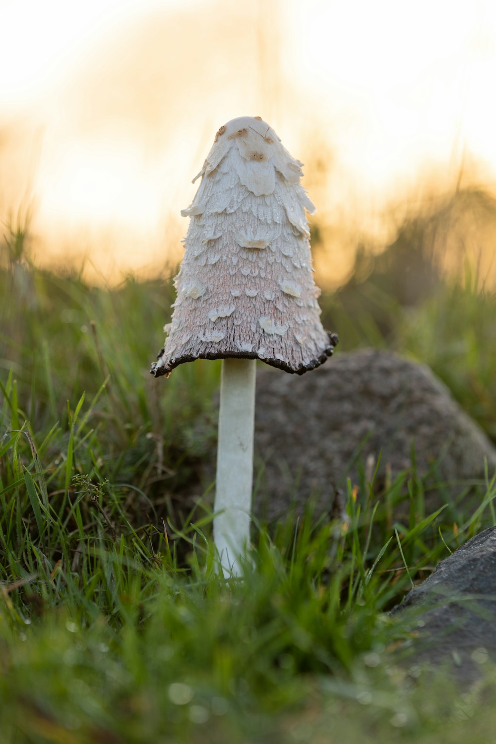 a mushroom growing out of the ground