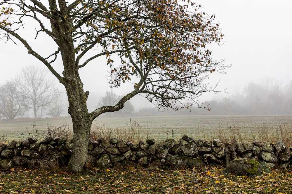 a tree next to a stone wall