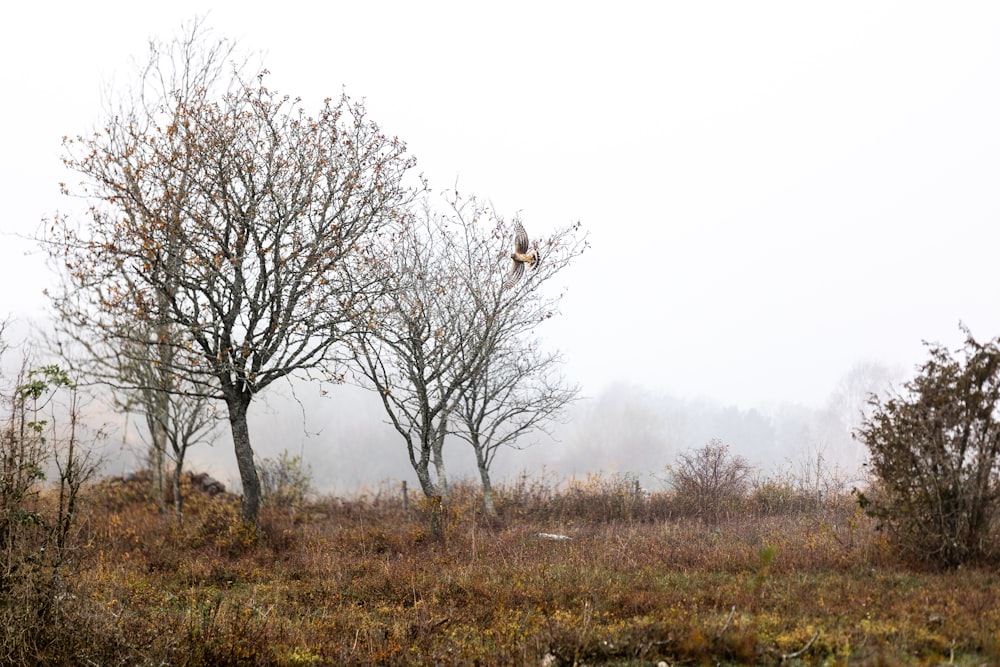 a bird flying over trees